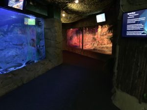 NZA Low lighting in aquarium 300x225