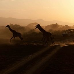 Lorna Safaris Giraffes
