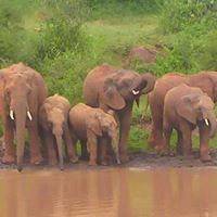 Tembe elephants