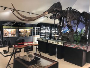 National Dino Museum 4 300x225