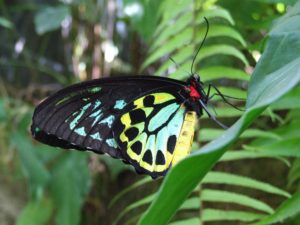 Australian Butterfly Sanctuary Cairns Birdwing 6 1 300x225