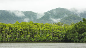 View of Daintree River from Daintree Ferry 300x169