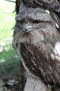 cairns zoom wildlife dome tawny frogmouth 200x300