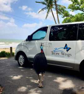 cassowary and tropic wings charter etty bay 268x300