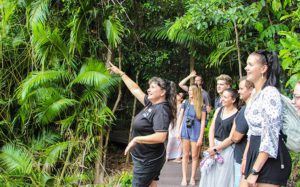 jungle tours guided rainforest boardwalk walk 300x187