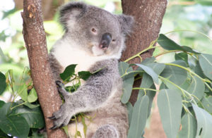 koala at wildlife habitat port douglas 300x196