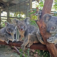 koalas rainforestation nature park kuranda