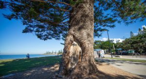 Gollum Tree Scarborough Beach Redcliffe Accessible Park Foreshore Brisbane Moreton Bay Region 1 300x164