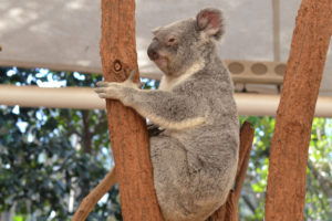 Lone Pine Koala Sanctuary Wheelchair Access Review 2 300x200