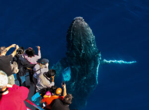Sea World Whale Watch 2 300x222